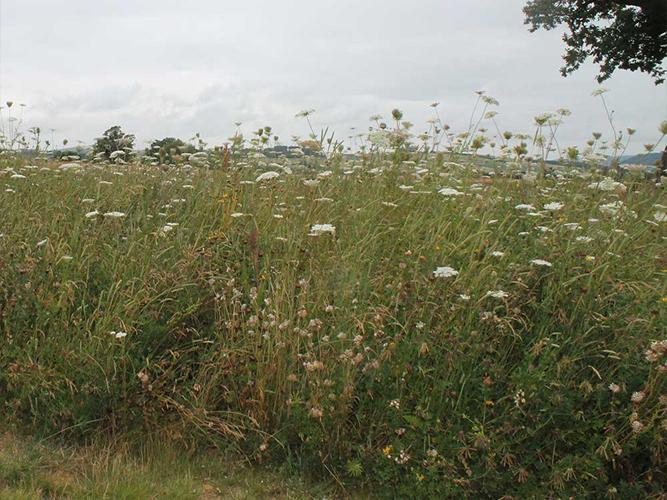 FLOWER RICH Margin Mixture (AB8, IPM2)